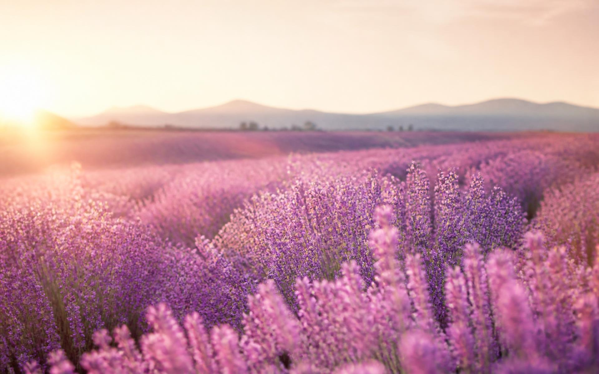Lavender field in bloom under warm sunlight